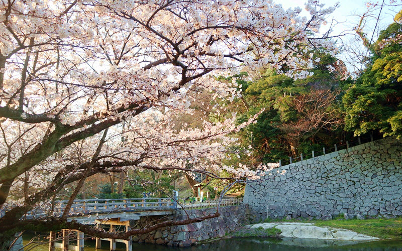 橋と桜