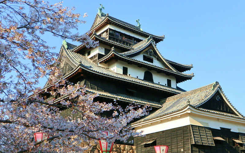 松江城の桜