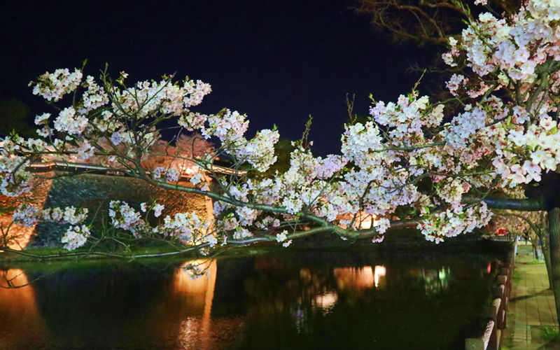 夜桜のアップ